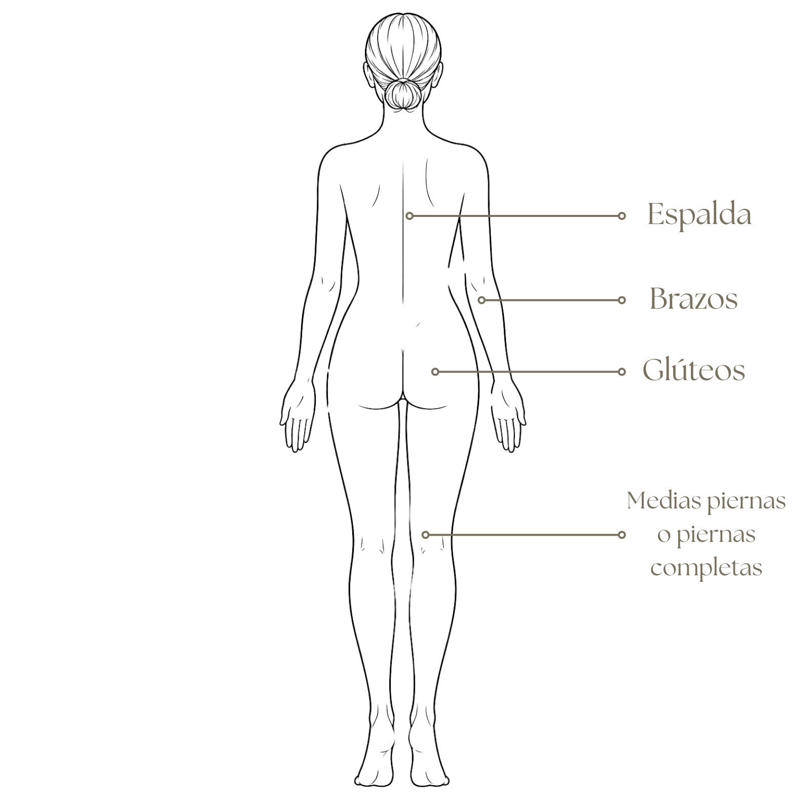 Zonas de depilación láser corporal, vista posterior